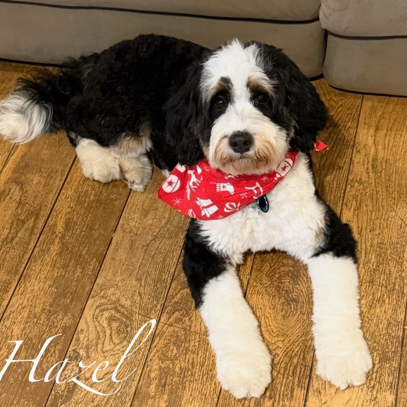 Hazel
