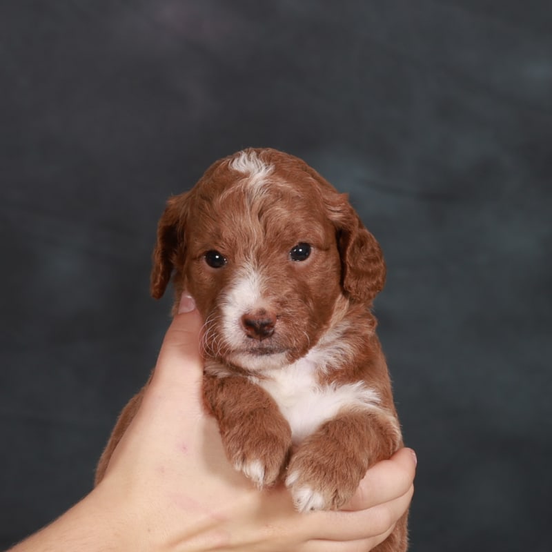 Annie 1