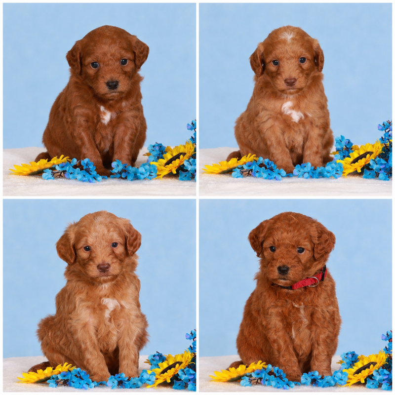 Rosie’s Litter !!! 