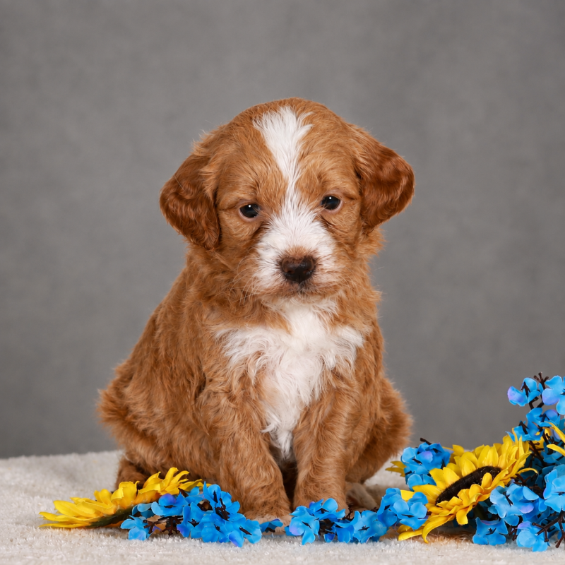 Rosie’s Litter !!!  – view 2