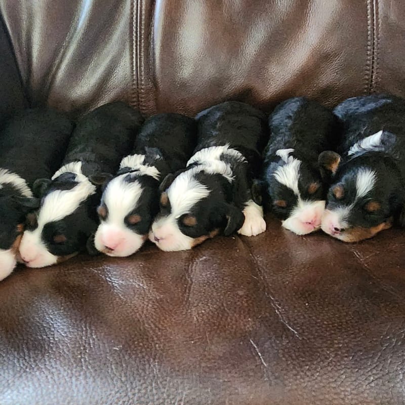 NEW LITTER! F2 Micro Mini Bernedoodles  9