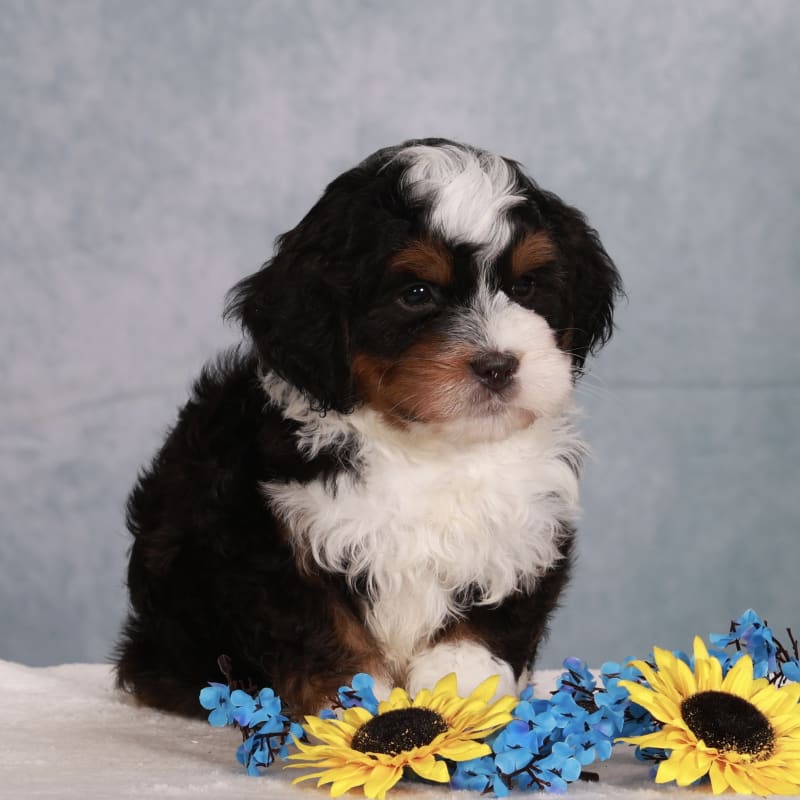 NEW LITTER! F2 Micro Mini Bernedoodles  3