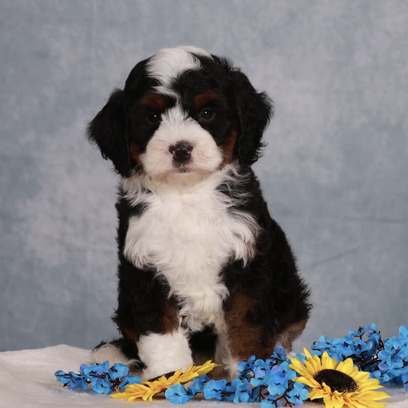 NEW LITTER! F2 Micro Mini Bernedoodles  2