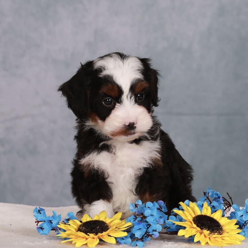 NEW LITTER! F2 Micro Mini Bernedoodles  7