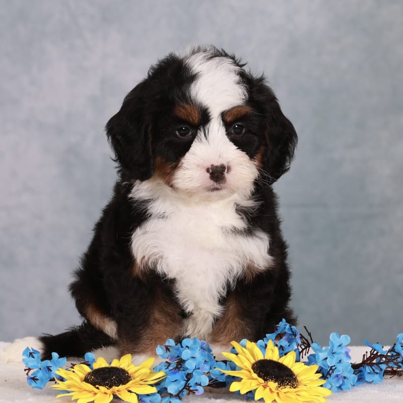 NEW LITTER! F2 Micro Mini Bernedoodles  6