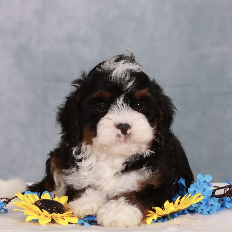 NEW LITTER! F2 Micro Mini Bernedoodles  5