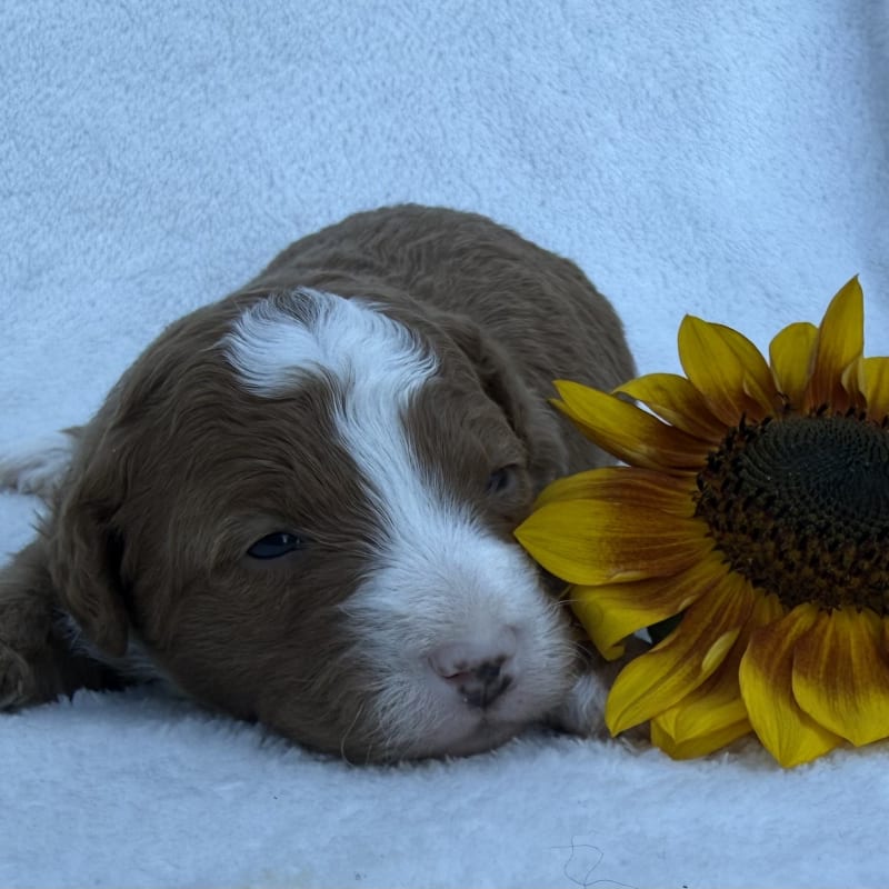 NEW LITTER! F2b Mini Bernedoodles  – view 2