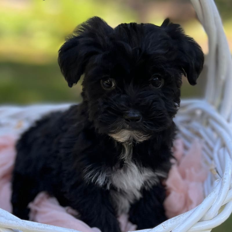 Yorkipoo Females Available!
