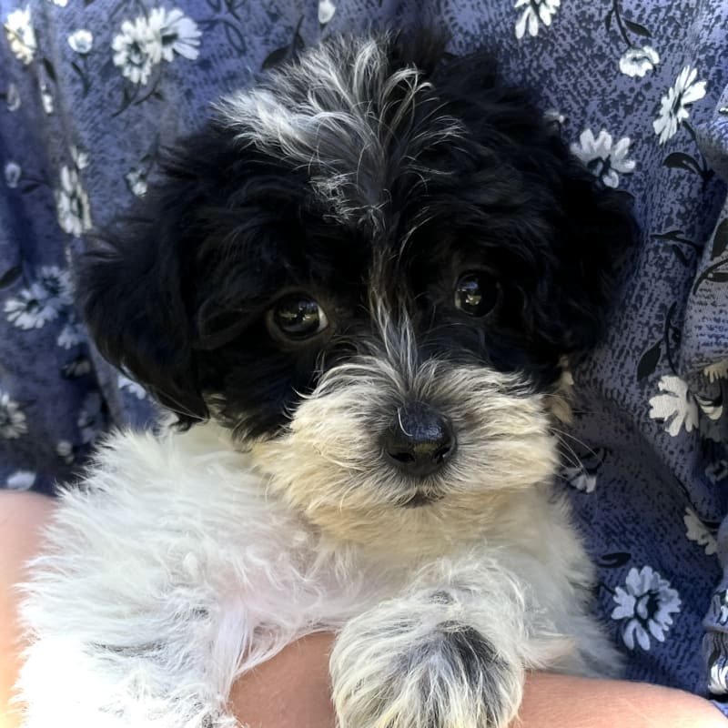 Yorkipoo Females Available! – view 2