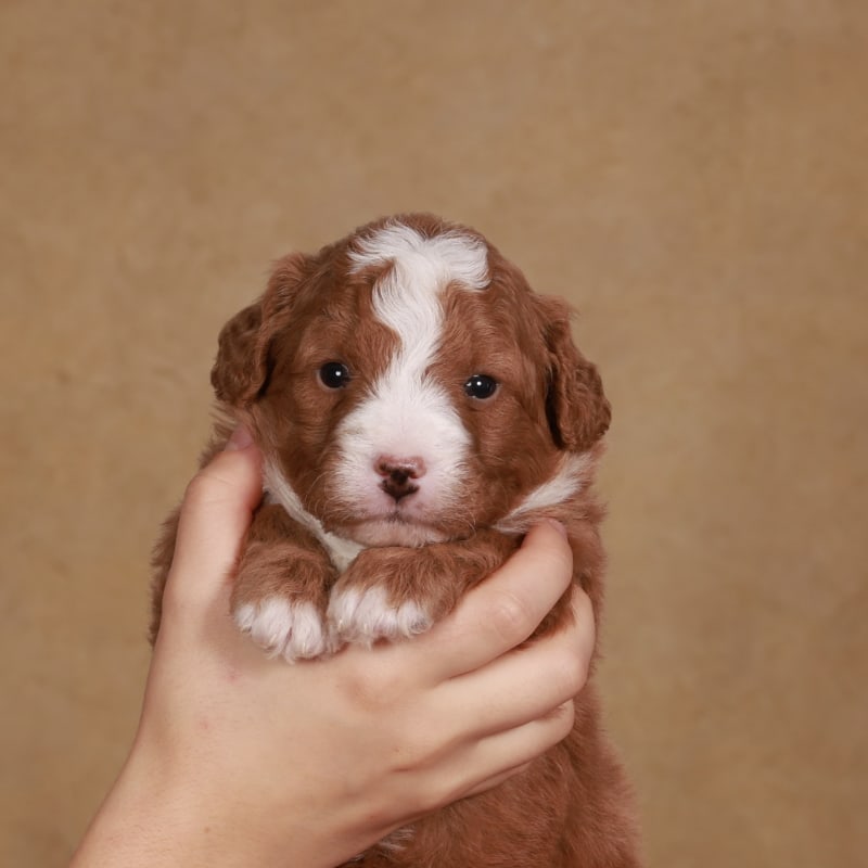 Teddy  1