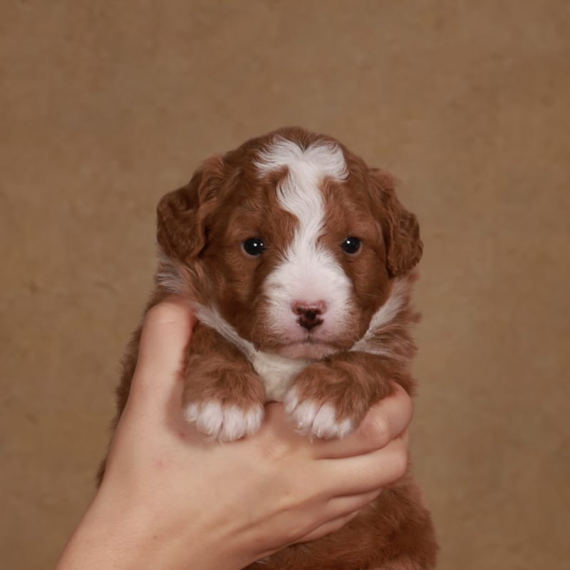 Teddy  2