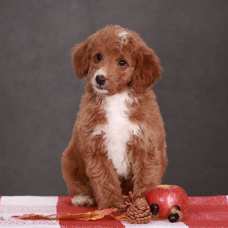 Annie 1