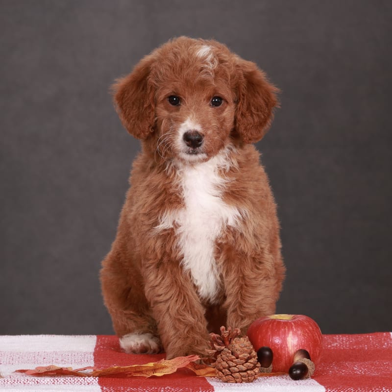 Annie 2