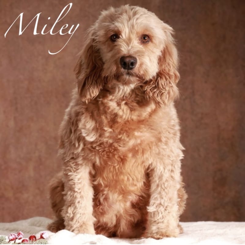 Miley