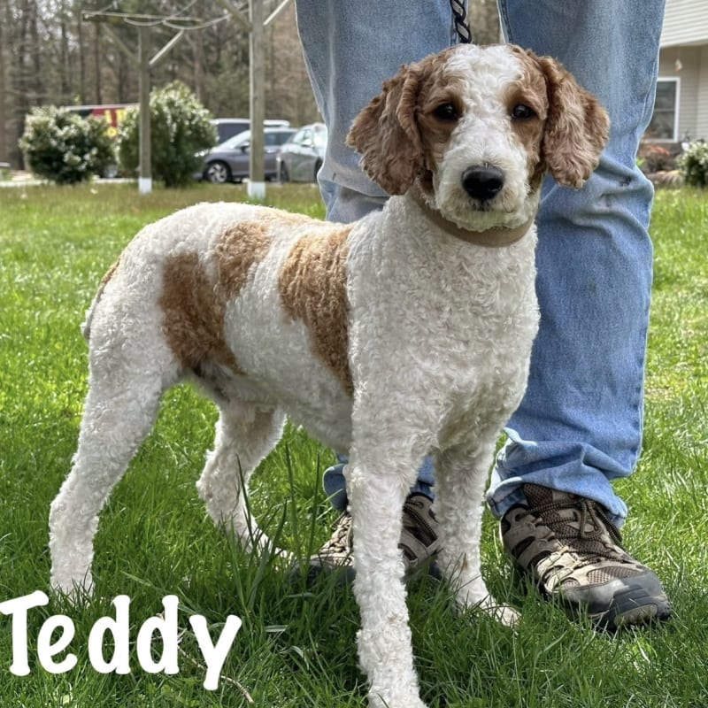 Teddy