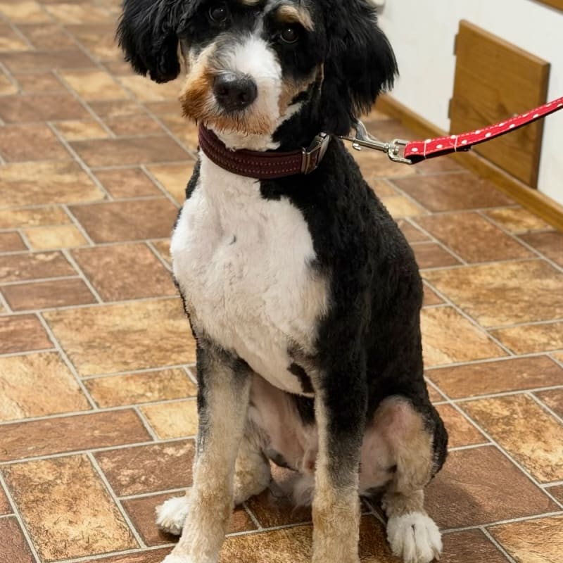 Benny **Fully Potty Trained and Mild Mannered** 2