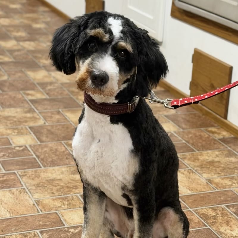Benny **Fully Potty Trained and Mild Mannered** 1