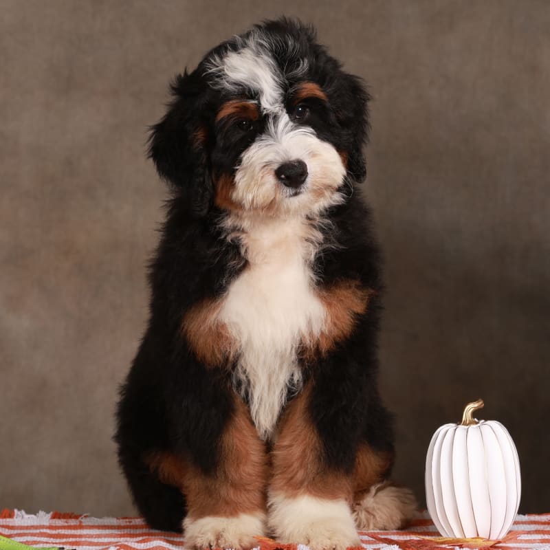 Fritz -in advanced training-98% POTTY TRAINED! 1