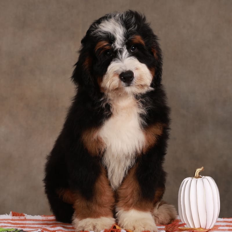 Fritz -in advanced training-98% POTTY TRAINED! 2