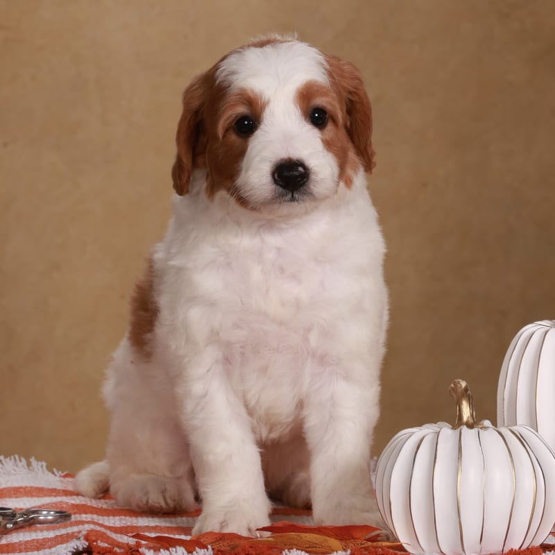 Darla 