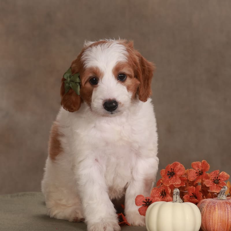 Darla