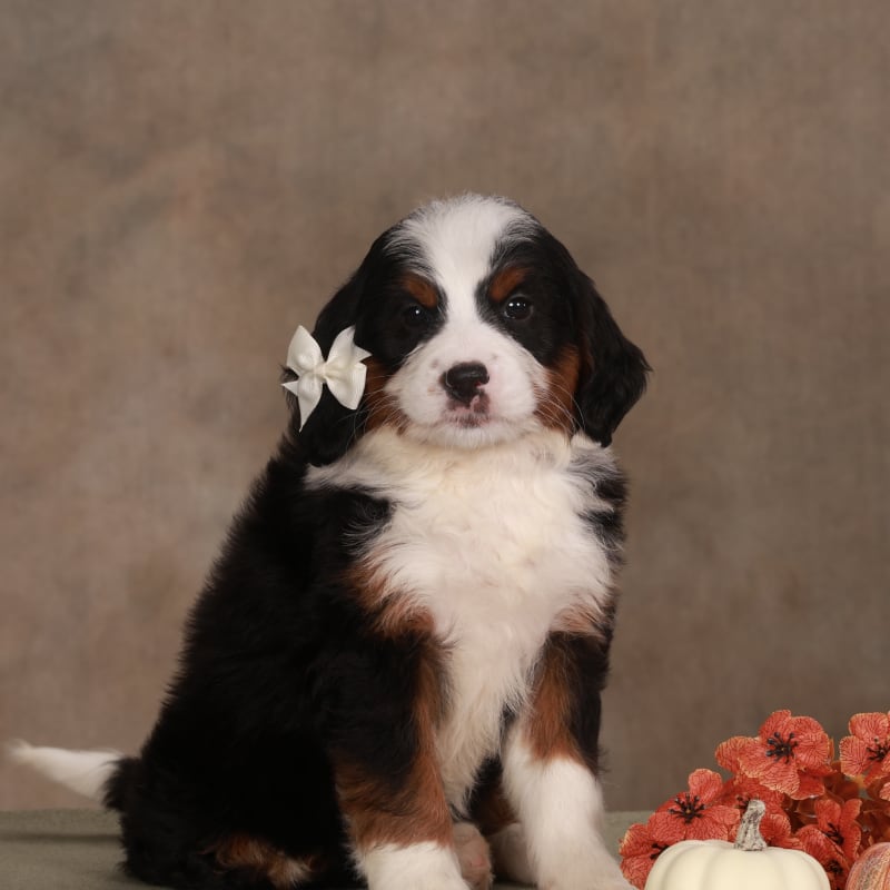 Cora