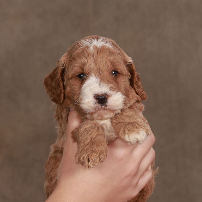 Nellie 1