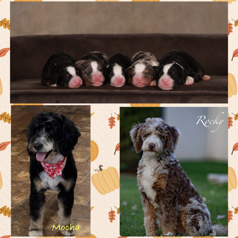 New! F2b Mini Bernedoodle Litter 1