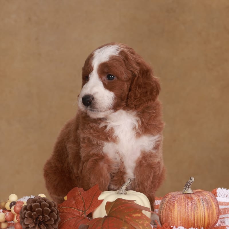 Ginger 2