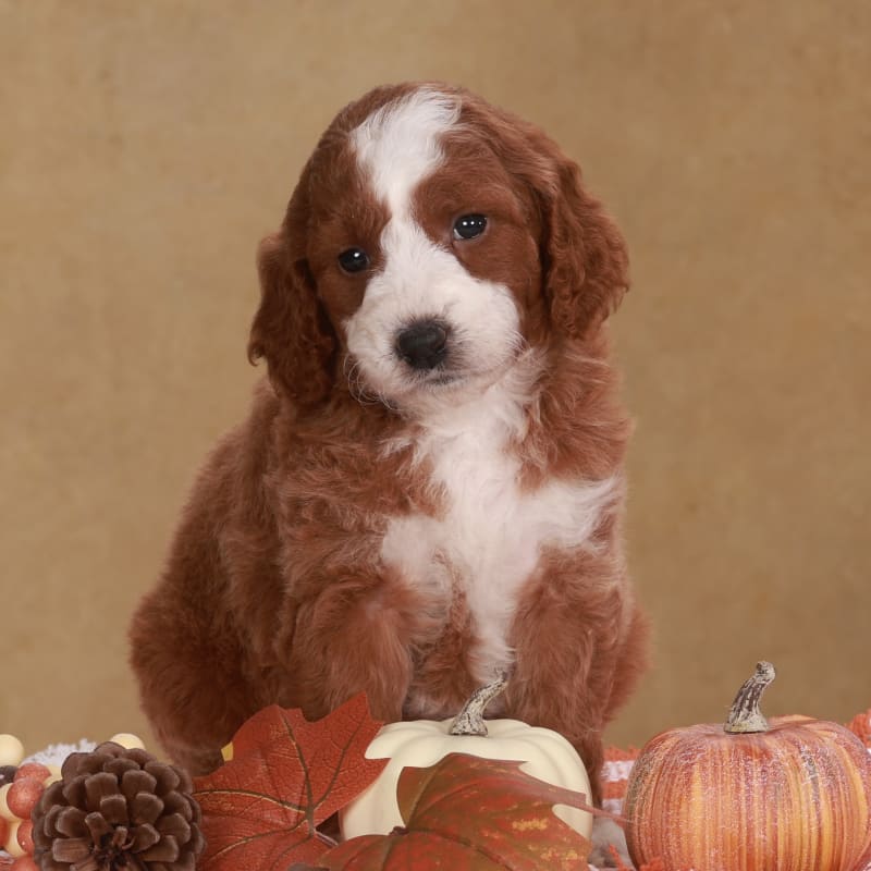 Ginger 1