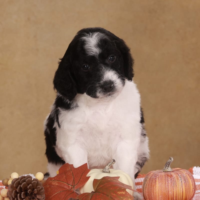 Gizmo 2