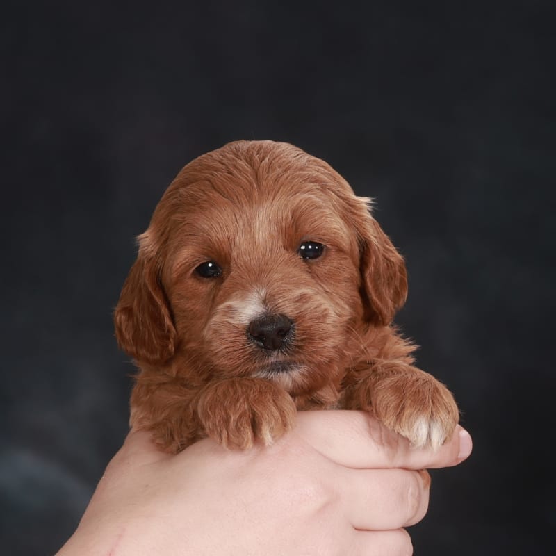 Walter  1
