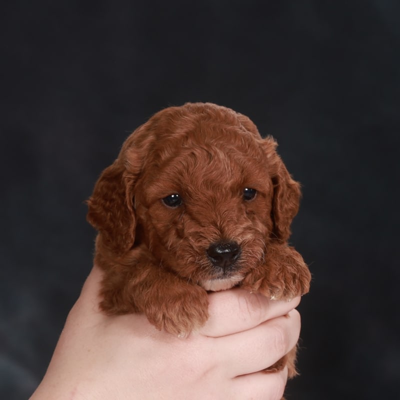 Winston 1