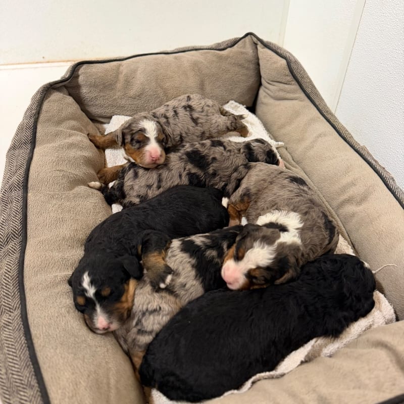 NEW litter! F2 Mid Size Bernedoodles!  1