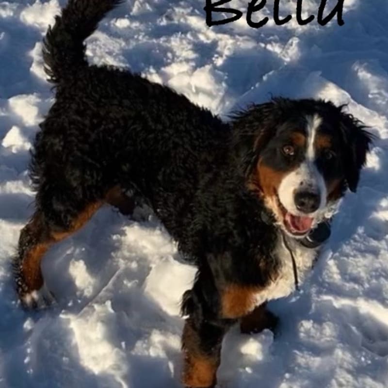 Bella 