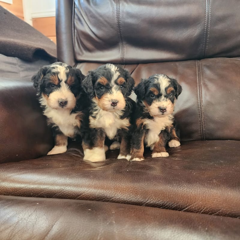 NEW litter! F1 Mid Size Bernedoodles! 2