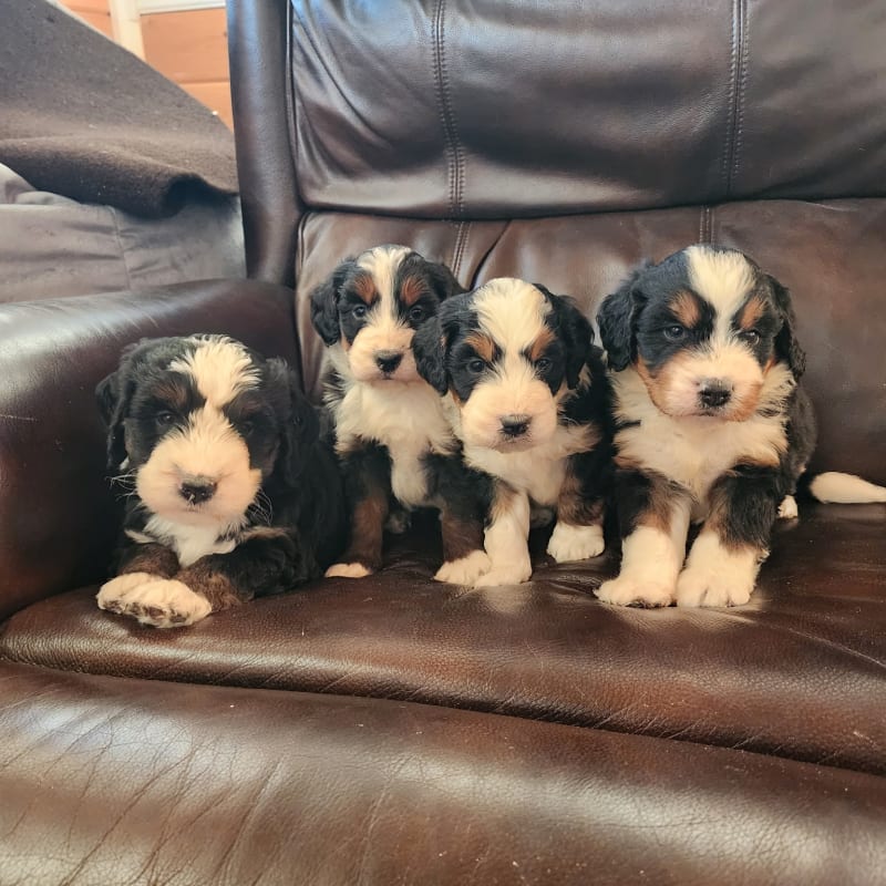 NEW litter! F1 Mid Size Bernedoodles! 3