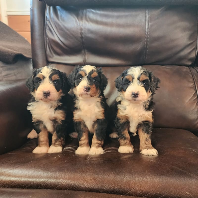 NEW litter! F1 Mid Size Bernedoodles! 1