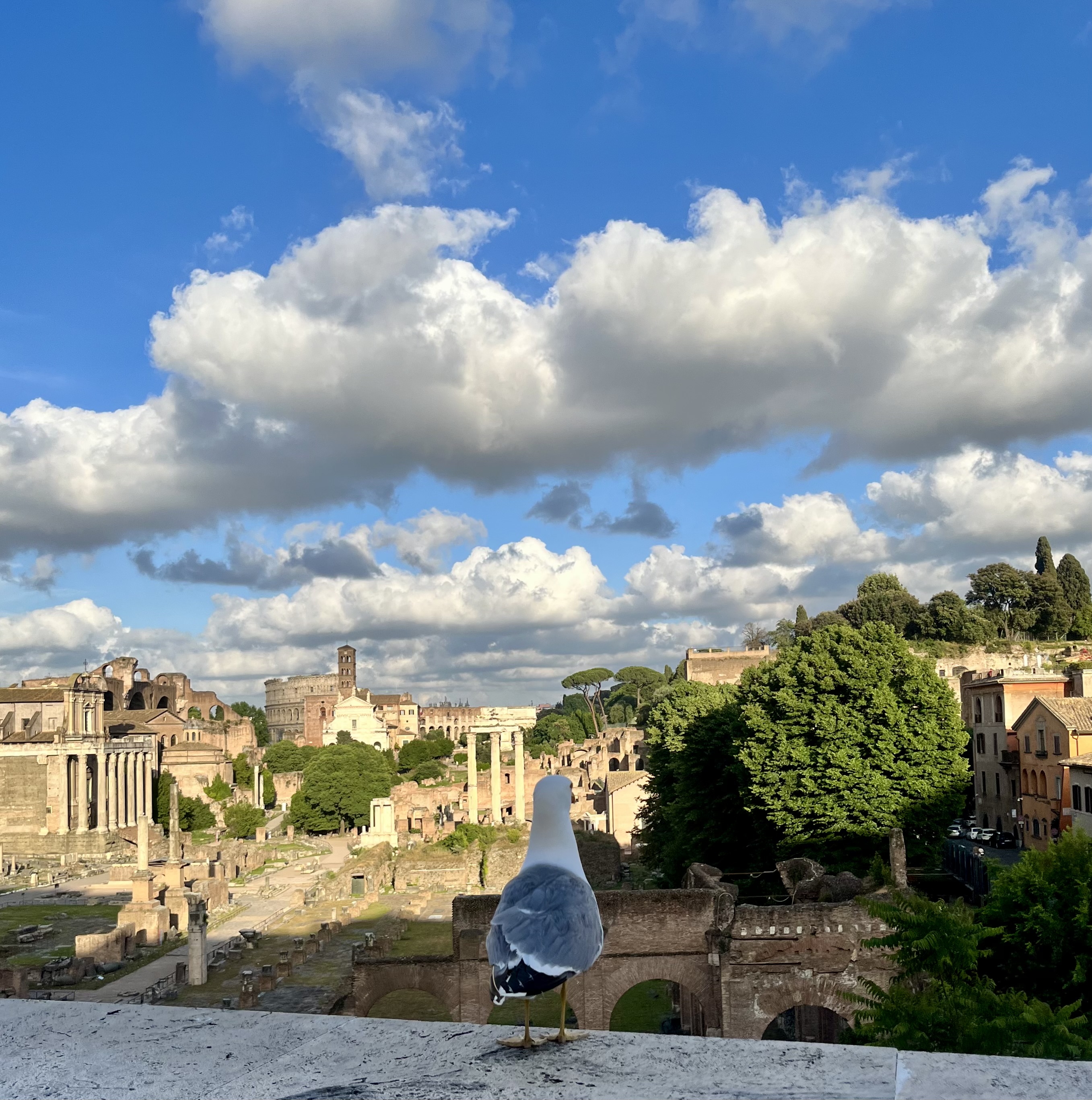 A pigeon looks onto the forum