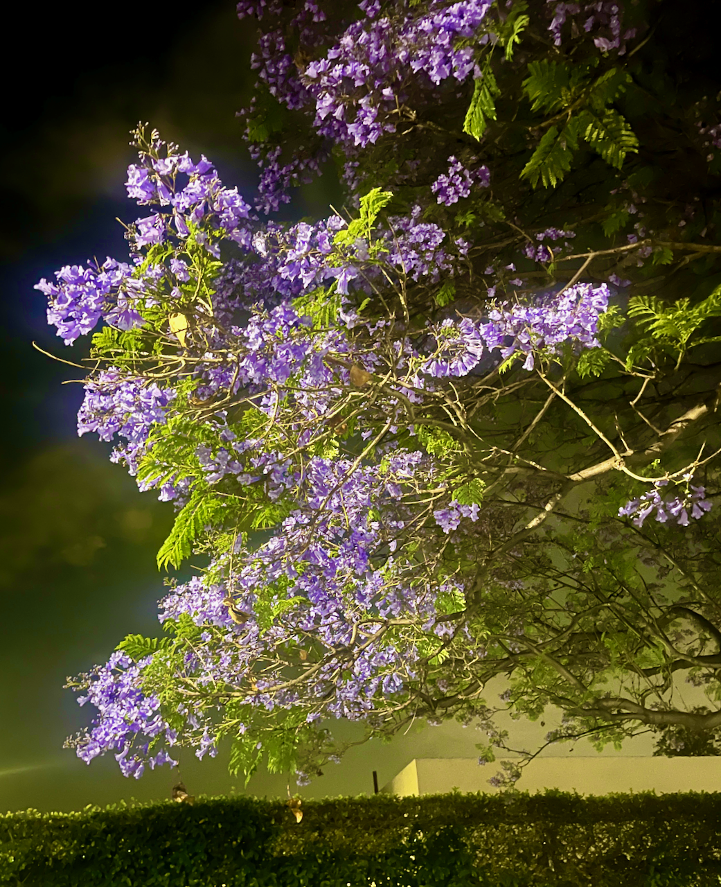 Dark purple flowers at night