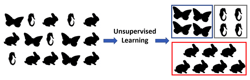 Drawings of a collection of butterflies, seahorses, and rabbits that are then categorized by species using unsupervised learning.