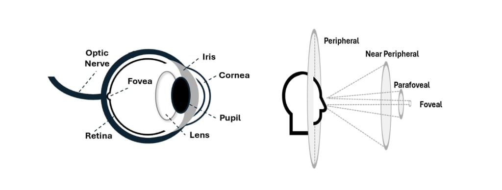 Diagrams showing the functional parts of the human eye and the projection of sight.