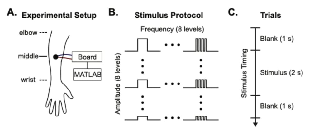 A three-part schematic illustrating the vibrotactile perception experiment.
A. Experimental Setup: A simple drawing of a forearm labeled “elbow,” “middle,” and “wrist.” A small circular stimulator is placed on the middle of the dorsal forearm and connected by wires to a control board and MATLAB.
B. Stimulus Protocol: Two sets of diagrams showing how vibrotactile stimuli vary across eight frequency levels and eight amplitude levels. Each set contains block-like waveforms increasing in either frequency or amplitude.
C. Trials: A vertical timeline showing the structure of each trial: a 1-second blank period, a 2-second stimulus period, and another 1-second blank period, presented in sequence.