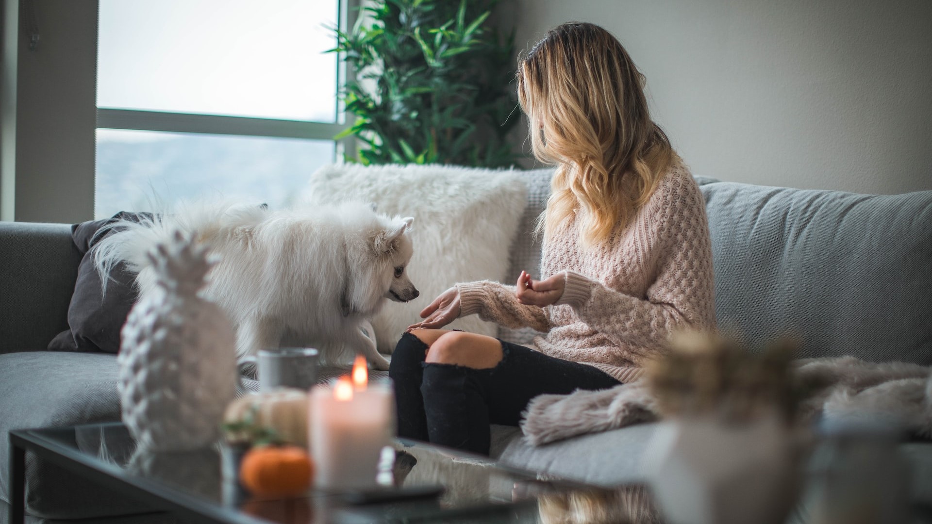 Best Dog Breeds For Apartment Living Blueground   Roberto Nickson Q9nZUFC1nTw Unsplash 