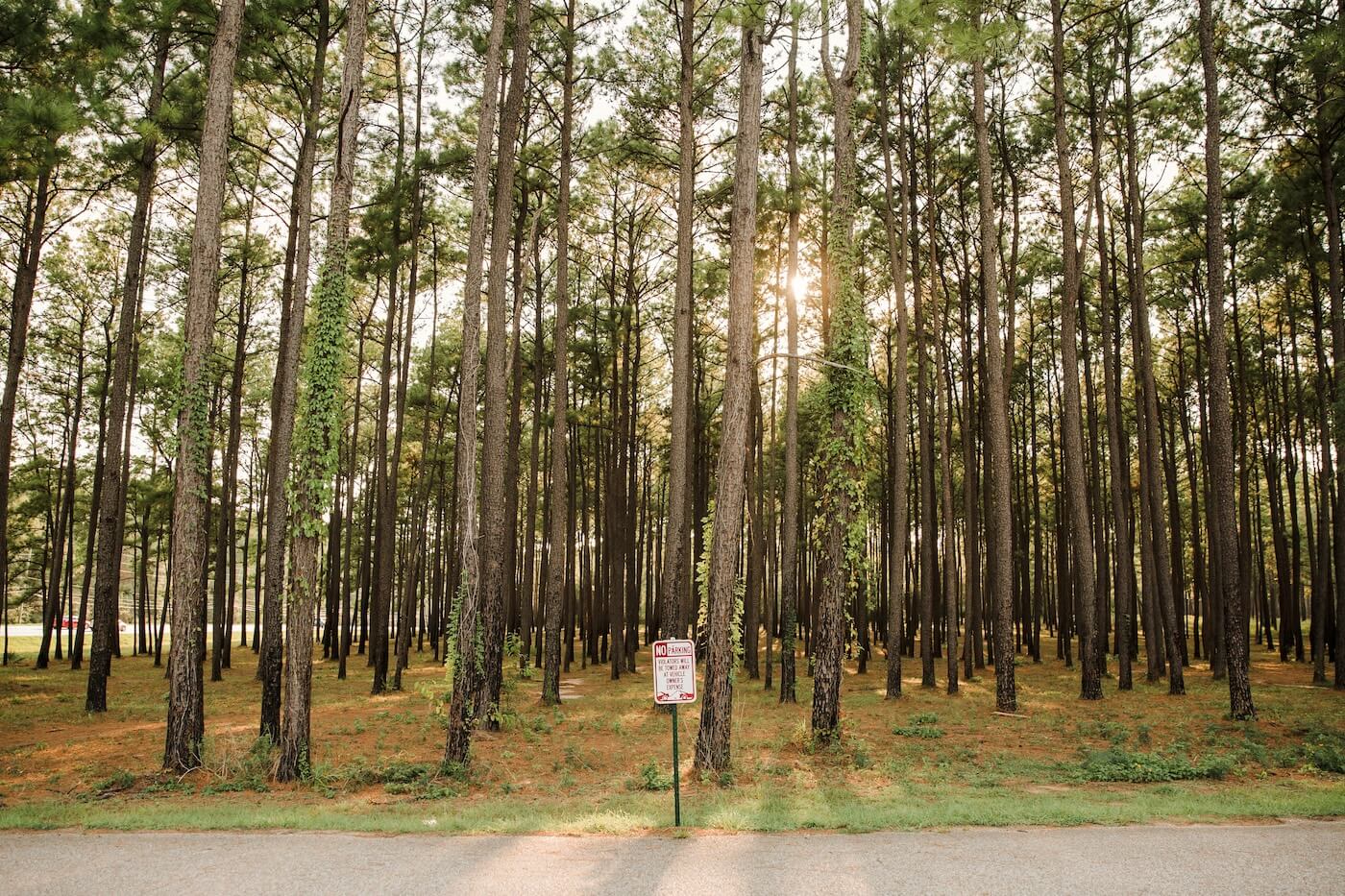 A forest of trees in Texas