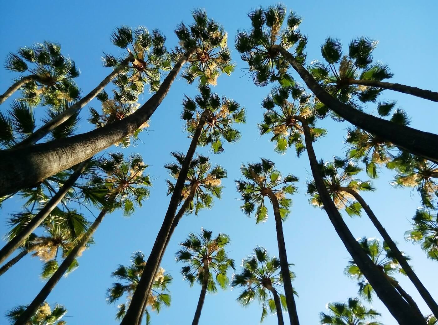 Palm trees and blue sky in Malaga