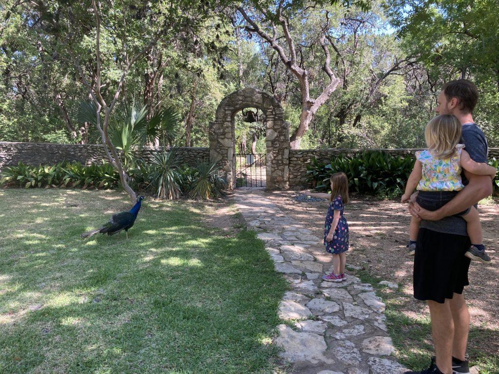 Peacock at Mayfield Park in Austin