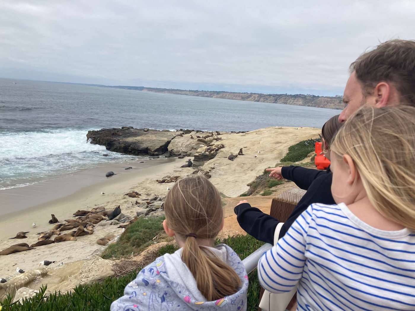 Watching sea lions in La Jolla