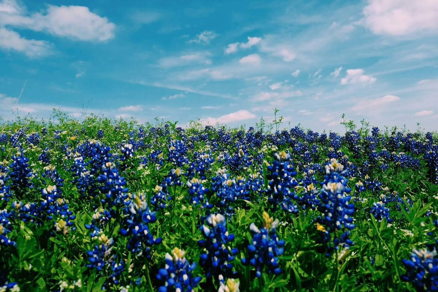 Field of bluebonnets against a blue cloudy sky