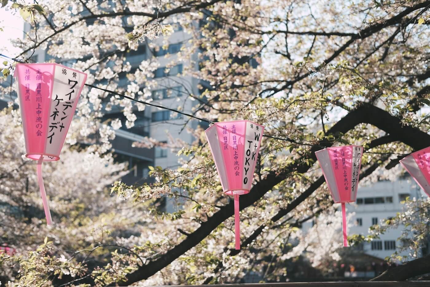 Cherry blossoms and hanging lanterns in Tokyo